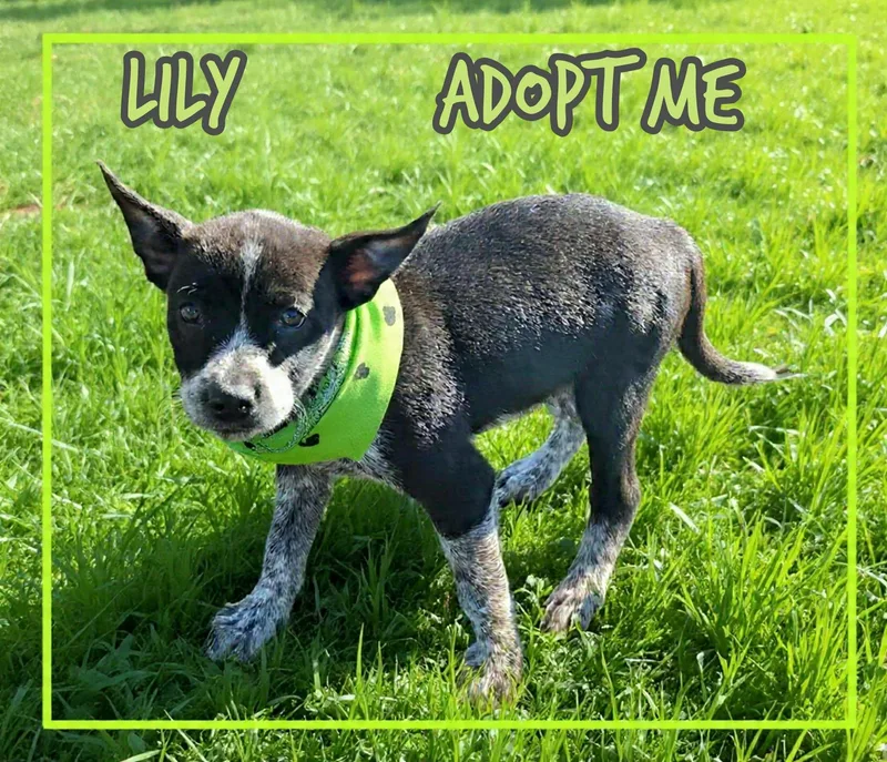 Lily thumbnail 2