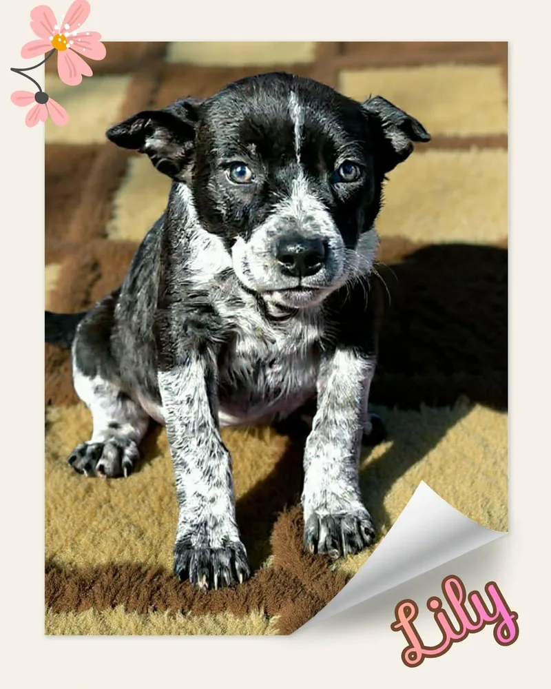 Lily thumbnail 3
