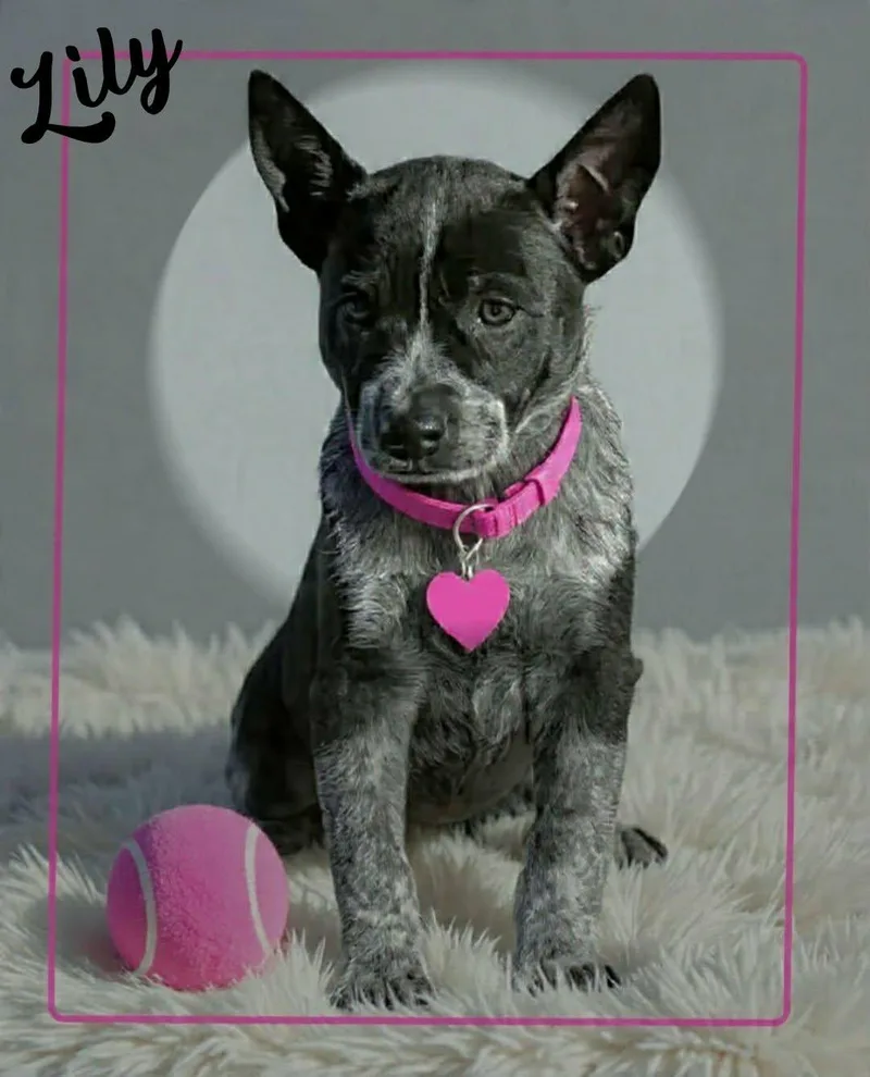 Lily thumbnail 4