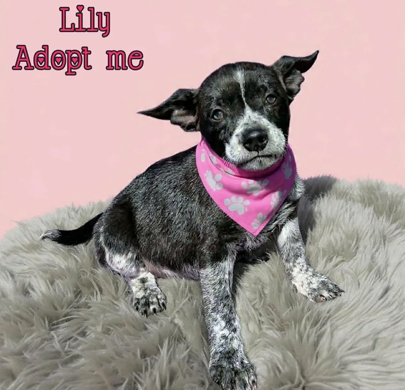 Lily thumbnail 5