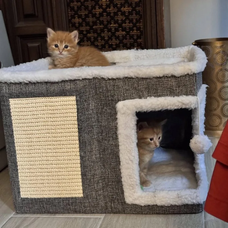 A baby small-sized male Orange / Red Domestic Short Hair cat named Goofy for adoption in St. Charles, IL