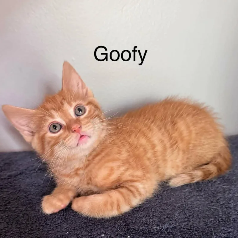 Goofy thumbnail 3