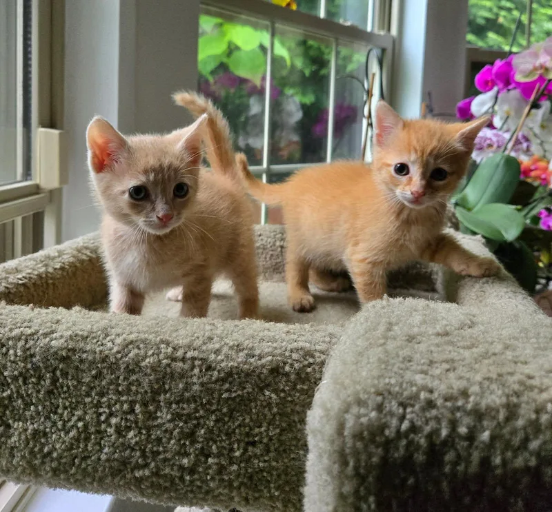 A baby medium-sized female Orange & White Domestic Short Hair cat named Poppy for adoption in Columbia, MD