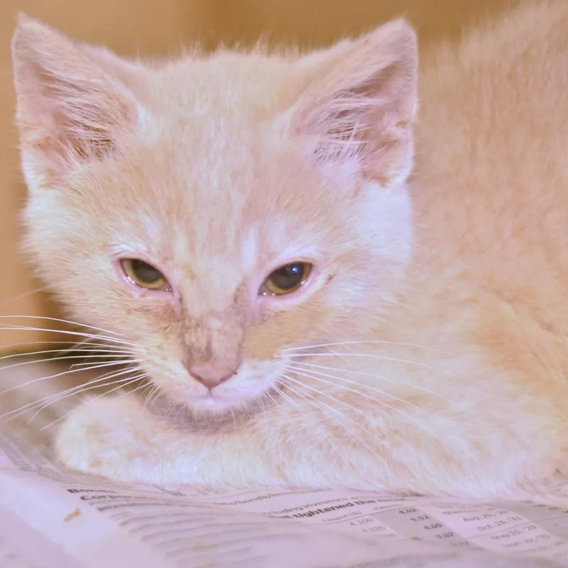 A baby small-sized male Buff / Tan / Fawn Domestic Short Hair cat named Victor for adoption in Belleville, IL