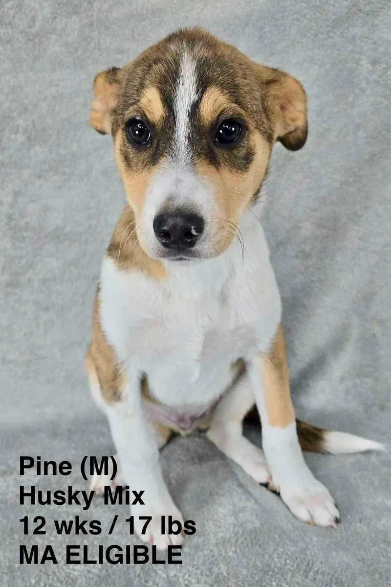 A young medium-sized male Husky dog named Pine for adoption in Pomfret Center, CT