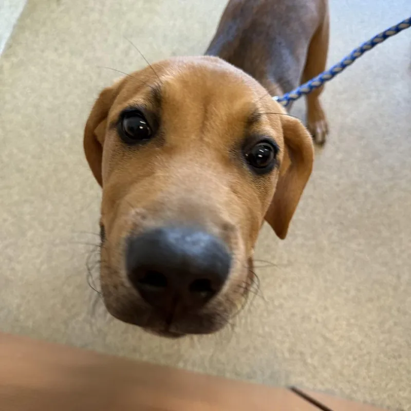 A young medium-sized male Red / Chestnut / Orange Mixed Breed dog named Appa for adoption in Gloucester, VA