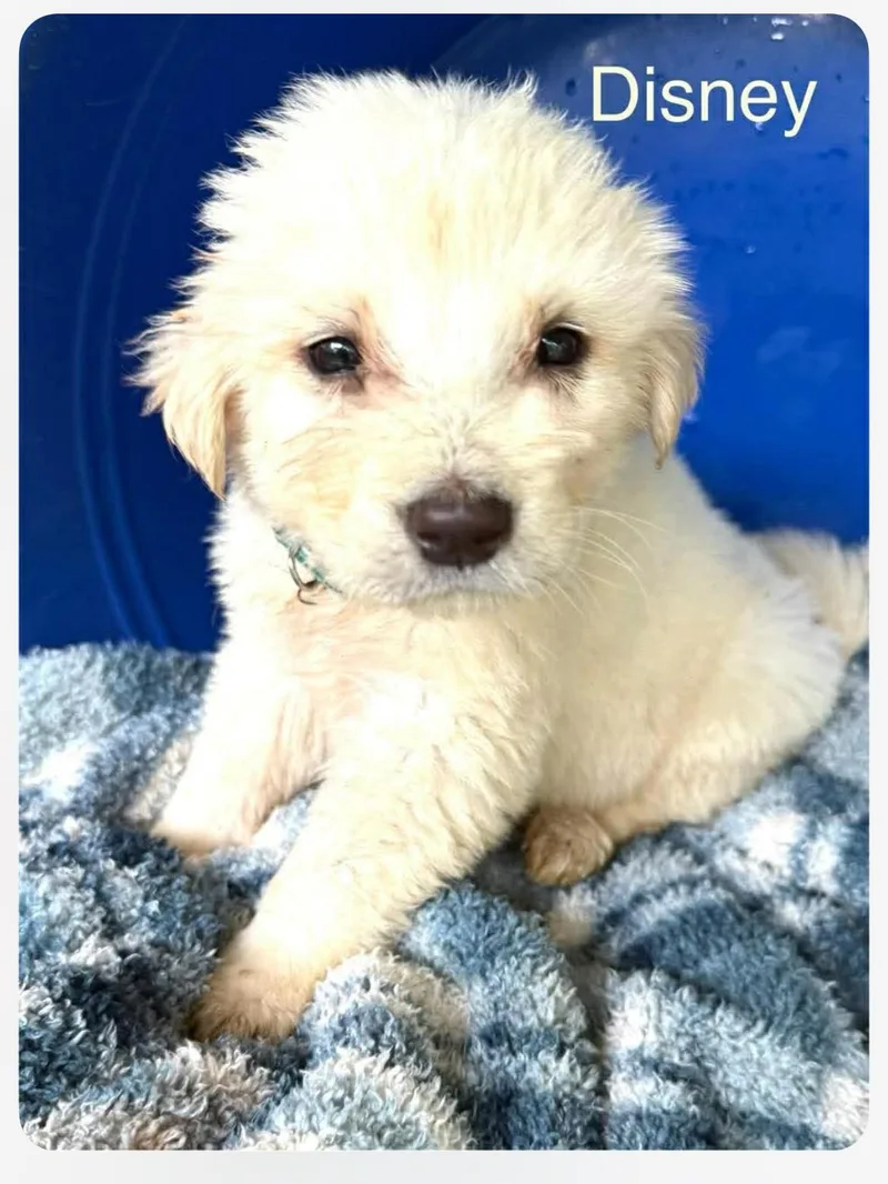 A baby large-sized male White / Cream Great Pyrenees dog named Disney Cs for adoption in Columbia, MD