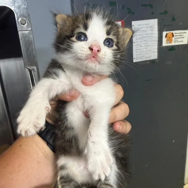 A baby small-sized male Black Domestic Long Hair cat named Simon for adoption in Lake Jackson, TX