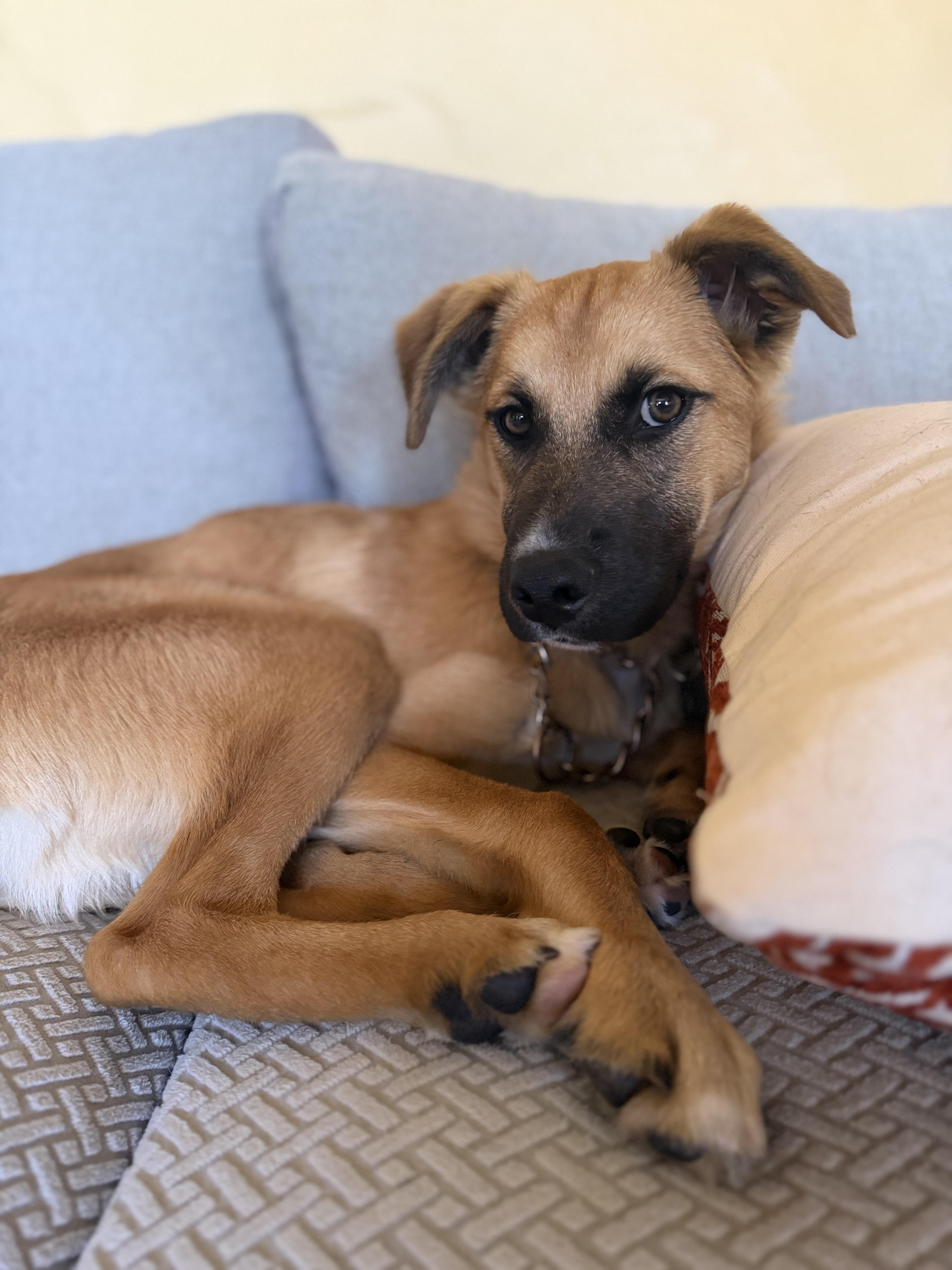 A young medium-sized male Apricot / Beige Australian Cattle Dog / Blue Heeler dog named Santorini for adoption in San Diego, CA