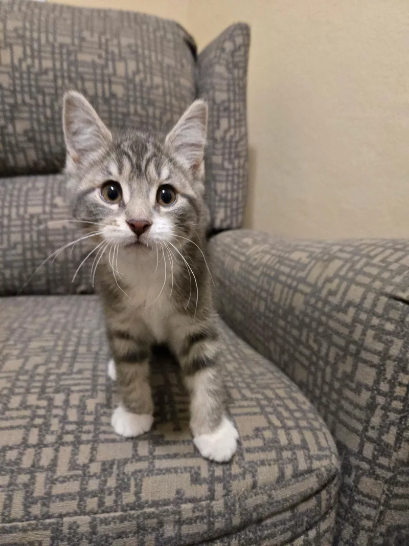 A baby small-sized female Tabby (Gray / Blue / Silver) Domestic Short Hair cat named Moscato for adoption in Greenwood, IN