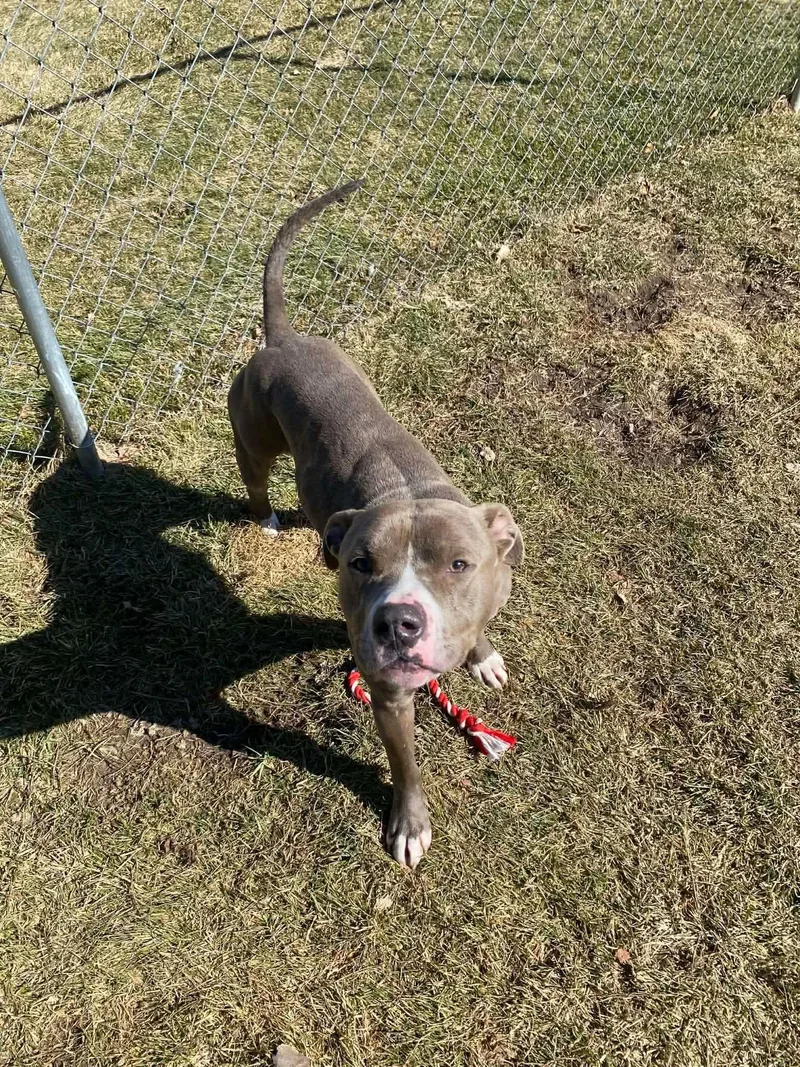 An adult large-sized male Pit Bull Terrier dog named Moses for adoption in Caro, MI