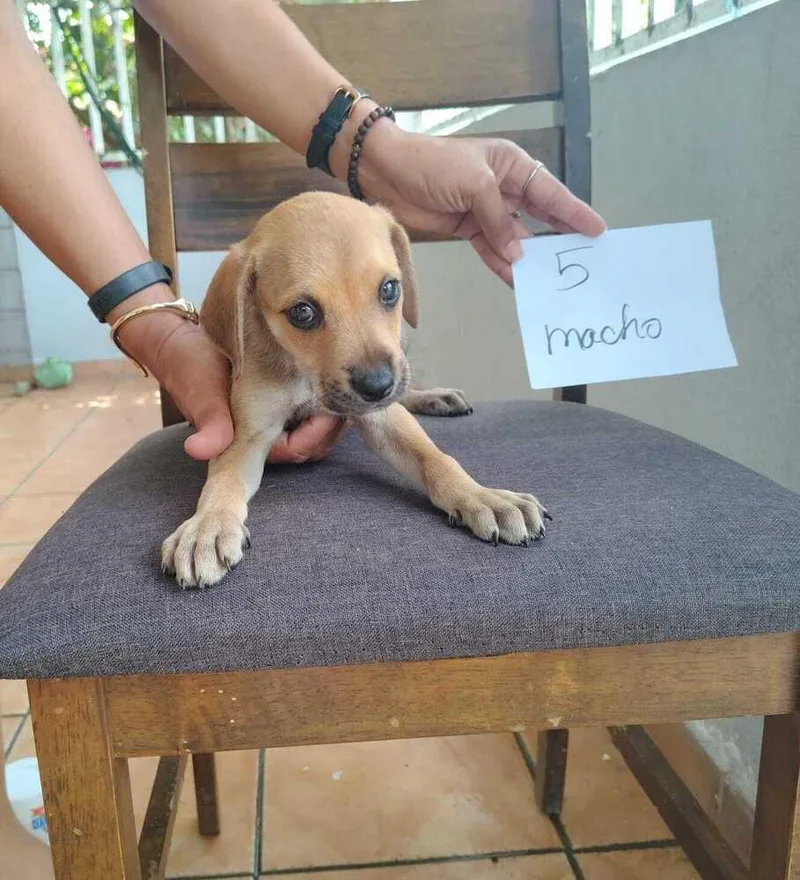 A baby small-sized male Brown / Chocolate Labrador Retriever dog named Tomás for adoption in Naranjito, PR