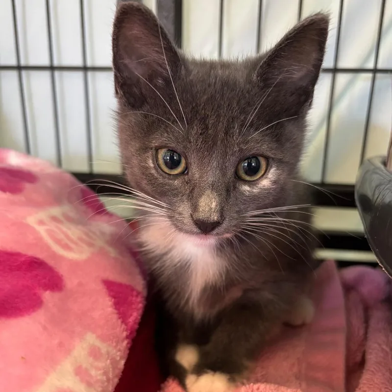 A baby small-sized female Gray / Blue / Silver Domestic Short Hair cat named Sakura for adoption in Hawthorne, CA