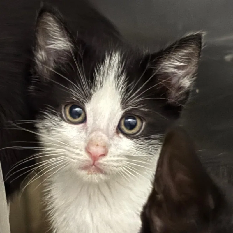 A baby small-sized female Black Domestic Short Hair cat named Henny for adoption in Upland, CA
