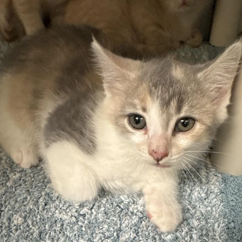 A baby small-sized female Calico Domestic Short Hair cat named Lori for adoption in Lynchburg, VA