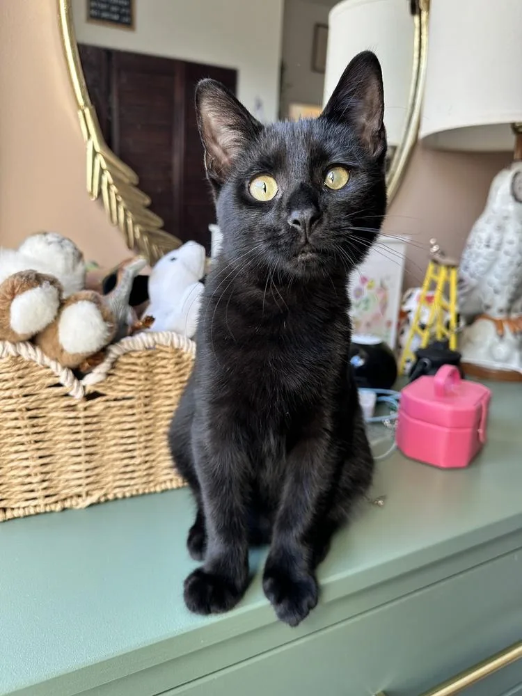 A baby small-sized male Domestic Short Hair cat named Bobby for adoption in Chicago, IL