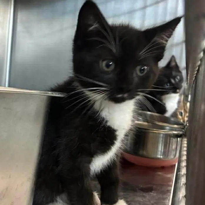 A baby medium-sized male Black & White / Tuxedo Domestic Short Hair cat named Boris for adoption in Petersburg, IL