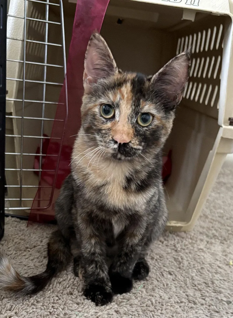 A baby medium-sized female Domestic Short Hair cat named Sprinkles Sweet for adoption in Kansas City, MO