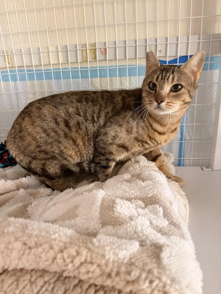 An adult medium-sized female Brown / Chocolate Domestic Short Hair cat named Moira for adoption in Vancouver, WA