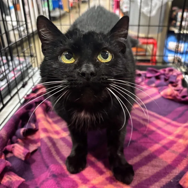 An adult medium-sized female Domestic Short Hair cat named Annie for adoption in Norwood, OH