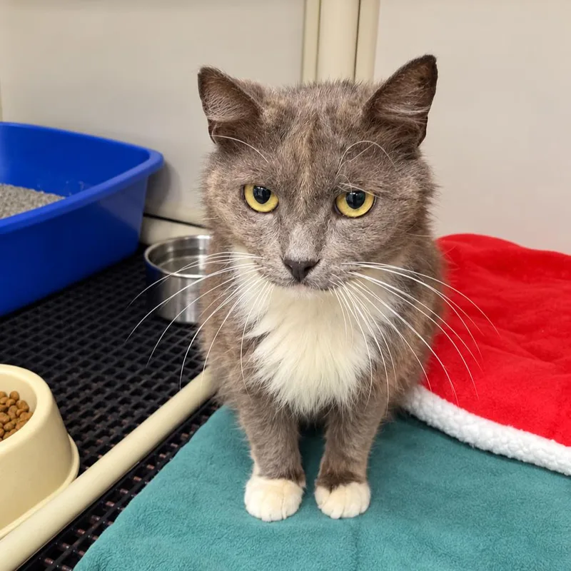 An adult small-sized male Gray / Blue / Silver American Shorthair cat named Taffy for adoption in Bendena, KS