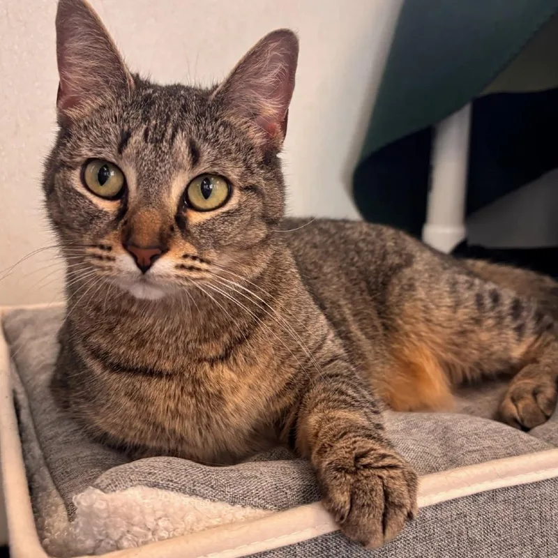 Ms. Belleville thumbnail 2