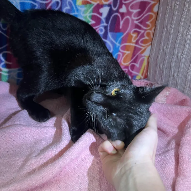An adult medium-sized female Black Domestic Short Hair cat named Betsy for adoption in Naples, FL