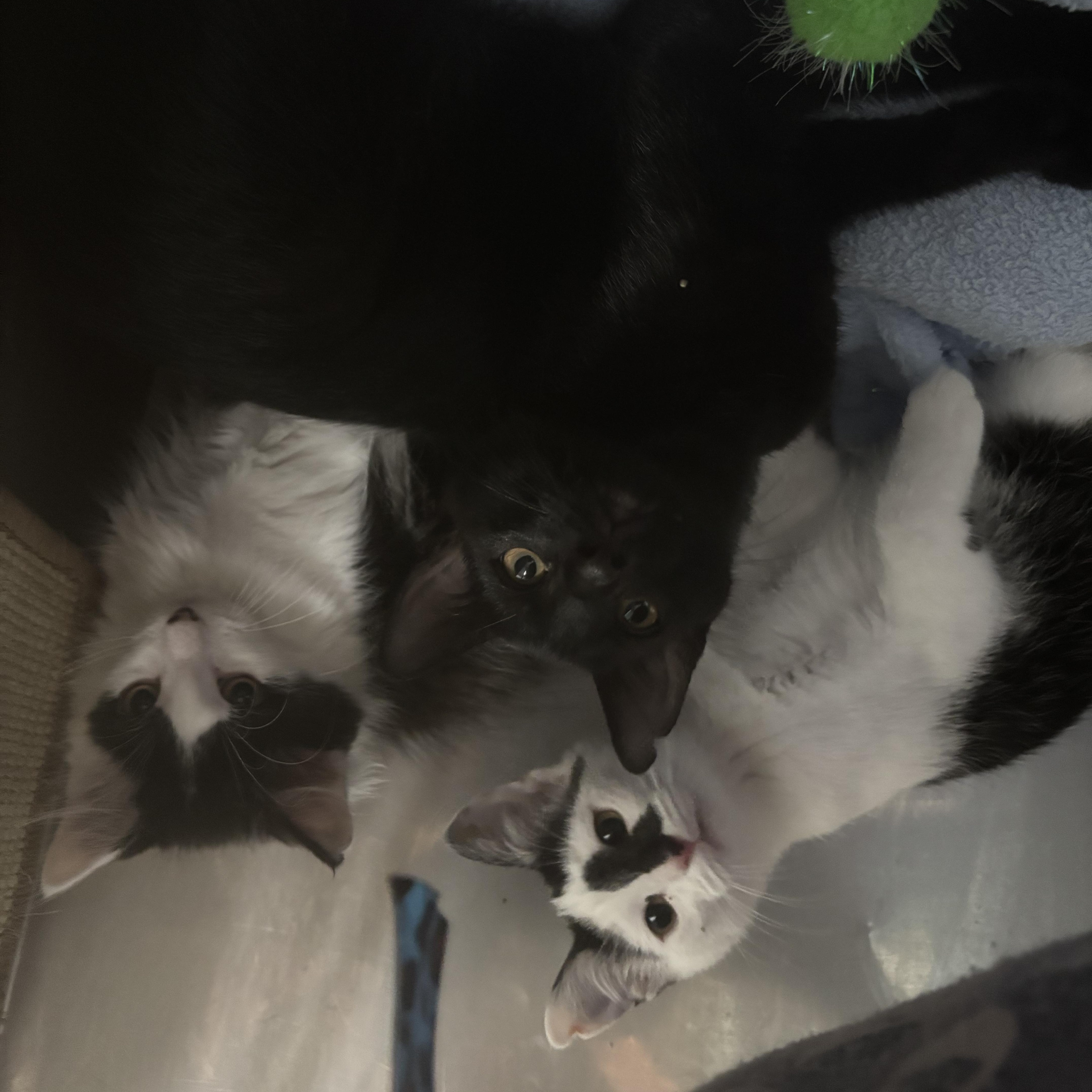 A baby medium-sized female Black & White / Tuxedo Domestic Short Hair cat named Gemini for adoption in Boone, IA