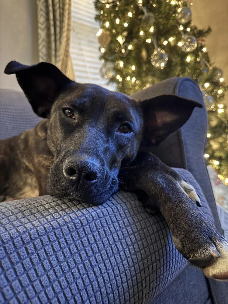 Tootsie Roll thumbnail 2