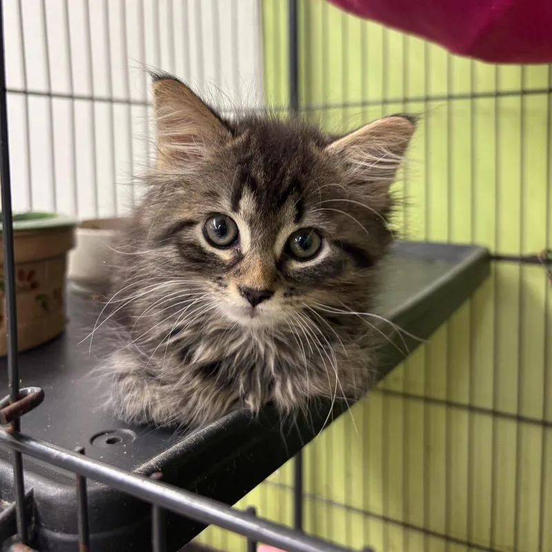 A baby small-sized female Black Domestic Medium Hair cat named Lady Luck for adoption in Springfield, IL