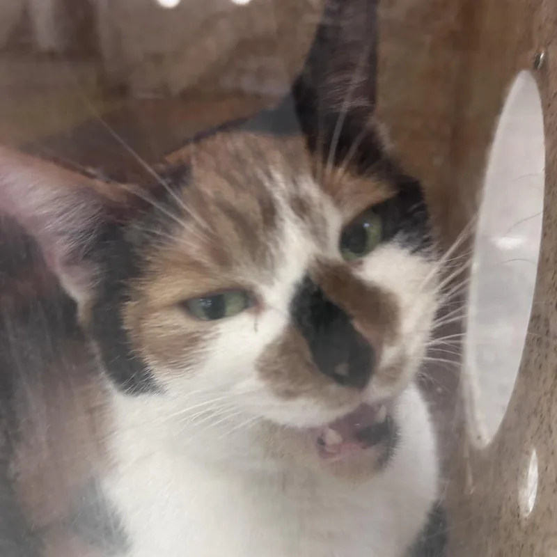 An adult medium-sized female Flame Point Domestic Short Hair cat named Bramble for adoption in Philadelphia, PA