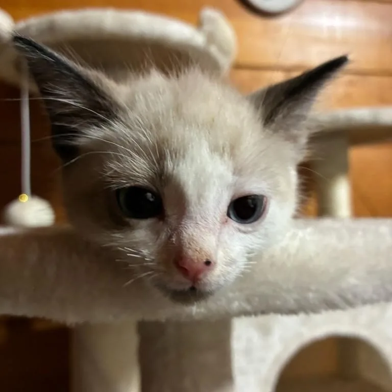 A baby small-sized female Cream / Ivory Snowshoe cat named Rocky for adoption in Calimesa, CA