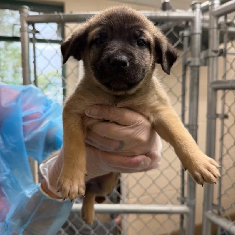 A baby small-sized female Apricot / Beige Shepherd dog named Talia Tanzin for adoption in Reno, NV