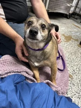 An adult small-sized male Mixed Breed dog named Albert for adoption in West Chester, PA