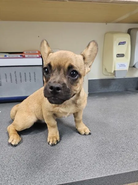A baby medium-sized female French Bulldog dog named Jolene for adoption in Kennewick, WA