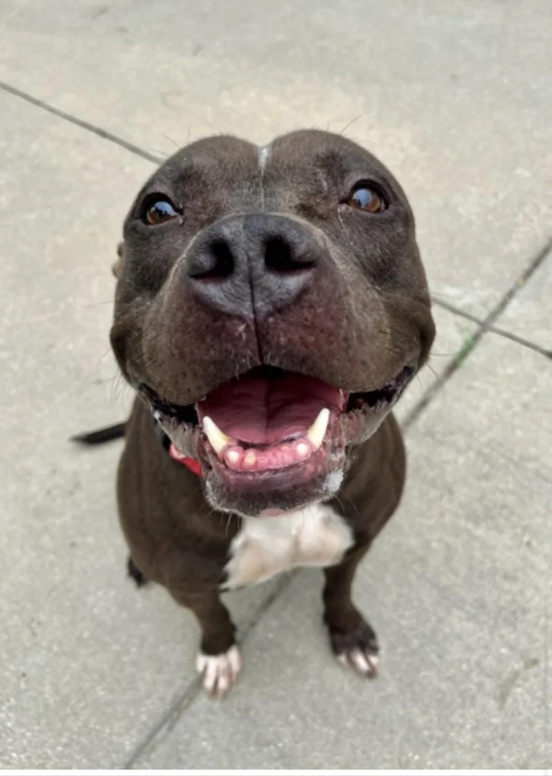 An adult medium-sized male Pit Bull Terrier dog named Broo  Courtesy Cupid for adoption in Milwaukee, WI