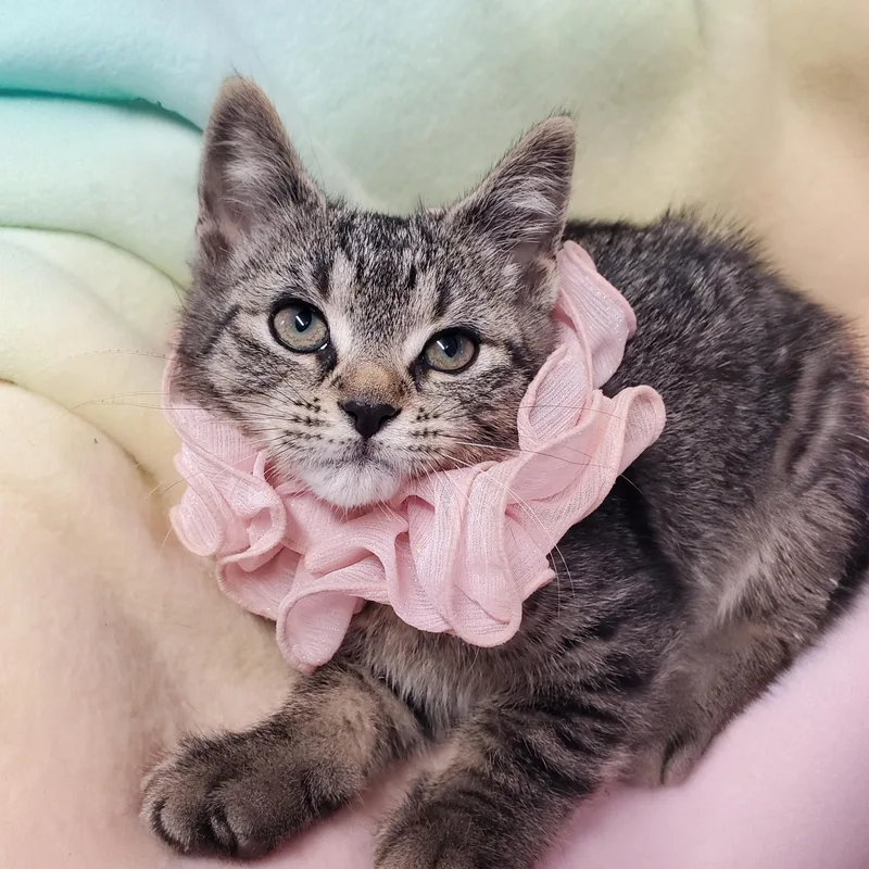 A baby medium-sized female Brown / Chocolate Domestic Short Hair cat named Marissa for adoption in Marseilles, IL