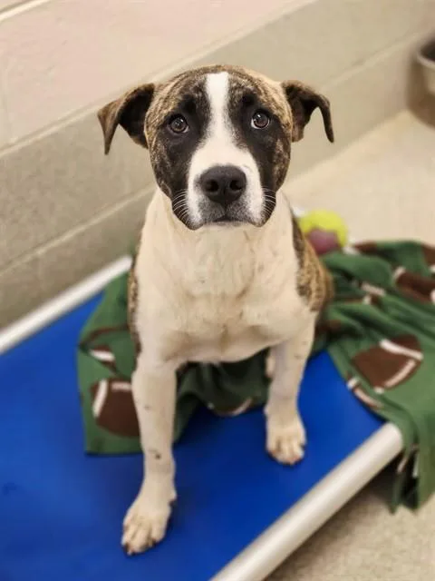 A young medium-sized female Pit Bull Terrier dog named Brooke for adoption in Statesville, NC