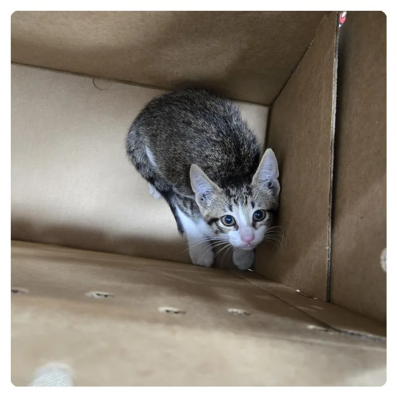A baby small-sized male Brown / Chocolate Domestic Short Hair cat named Peanut for adoption in Newark, NJ