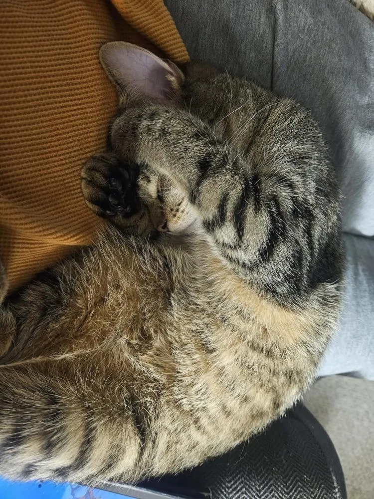 A baby small-sized female Domestic Short Hair cat named Jill for adoption in South Bend, IN