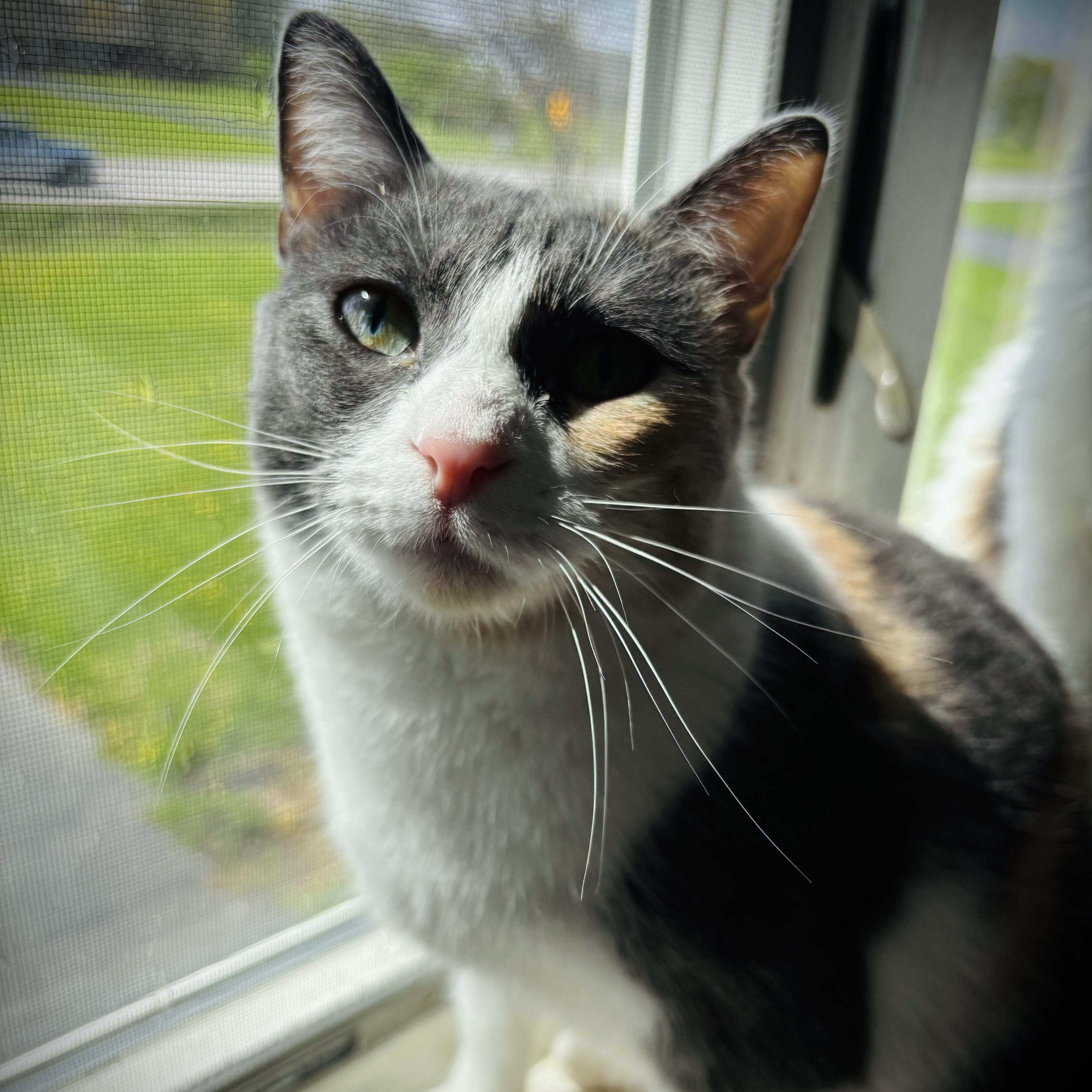 A young medium-sized female Dilute Calico Domestic Short Hair cat named Ivy for adoption in Buffalo, NY