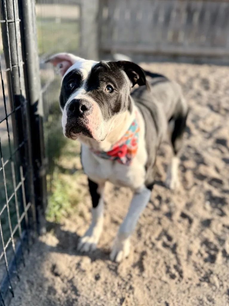 An adult medium-sized female American Bulldog dog named Blossom for adoption in Muskegon, MI