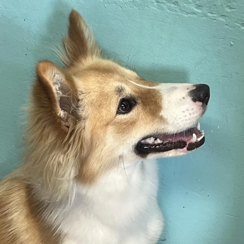 An adult medium-sized female White / Cream Collie dog named Verona for adoption in Boerne, TX