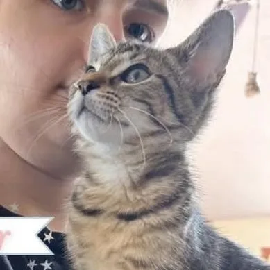 A baby medium-sized female Tabby cat named Sailor for adoption in Saginaw, MI