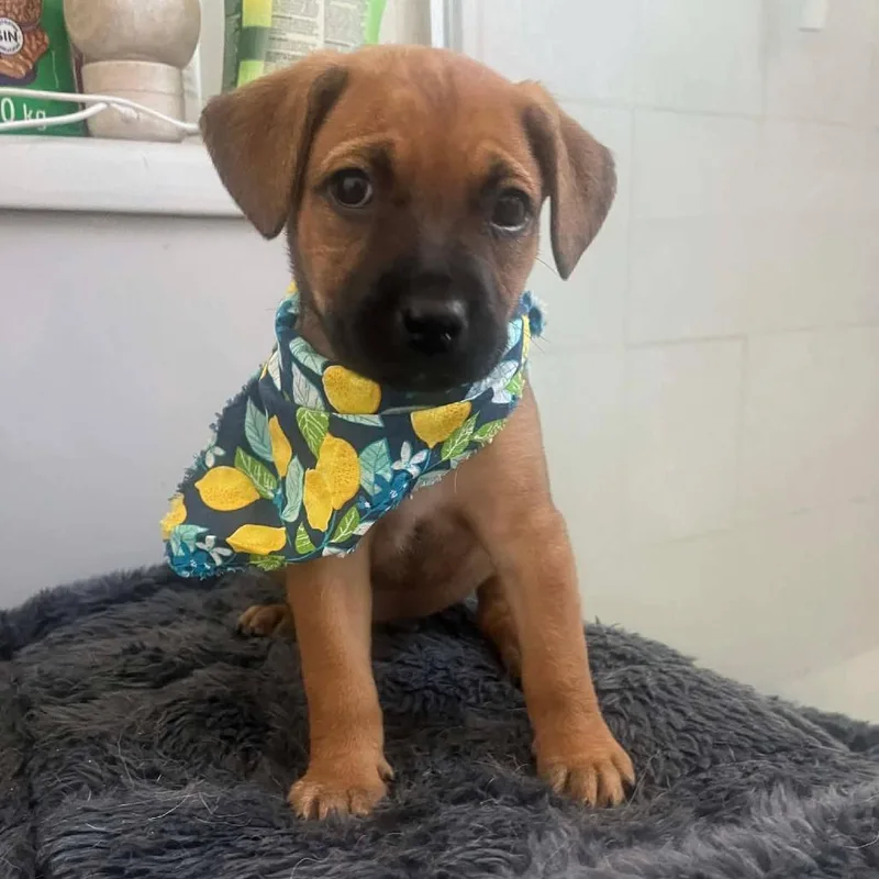 A baby medium-sized male Brown / Chocolate Beagle dog named Thumper for adoption in Escondido, CA