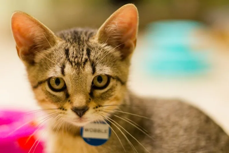 A baby medium-sized male Domestic Short Hair cat named Wobble for adoption in Hot Springs, AR