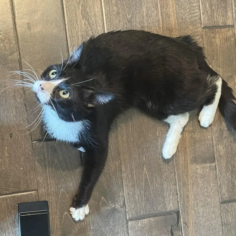 A young medium-sized male Black Domestic Short Hair cat named Sir Domino for adoption in Overland Park, KS