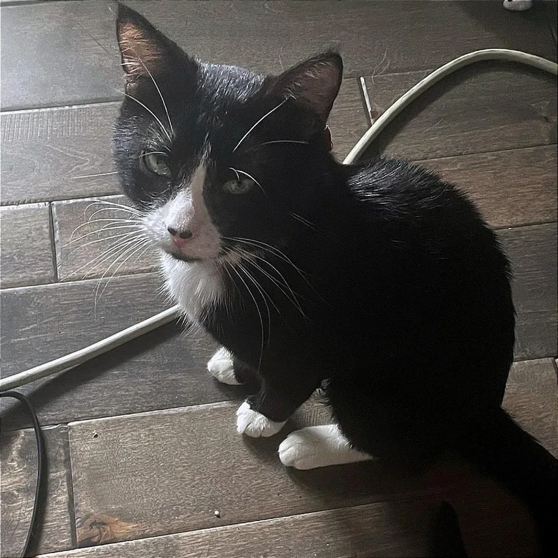 Sir Domino thumbnail 3