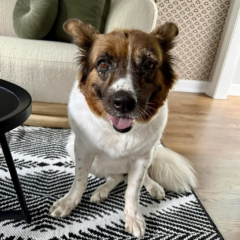 A senior large-sized female Australian Shepherd dog named Layla for adoption in Hillsborough , NC