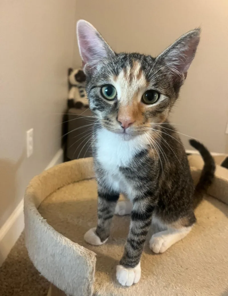 A baby medium-sized female Calico Torbie cat named Macaroni for adoption in San Juan Capistrano, CA